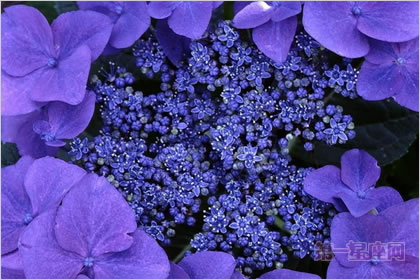 3月20日花语:野生紫萝兰,生日花语清楚