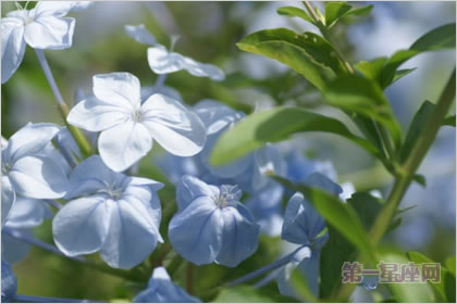 4月1日花语:山木蓝,生日花语变革