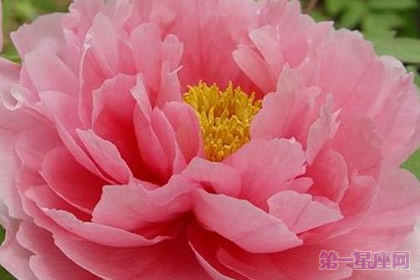 花中之王是什么花?百花之王牡丹花