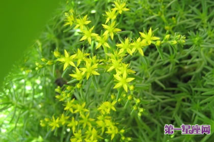 6月29日花语:佛甲草,生日花语韵律感