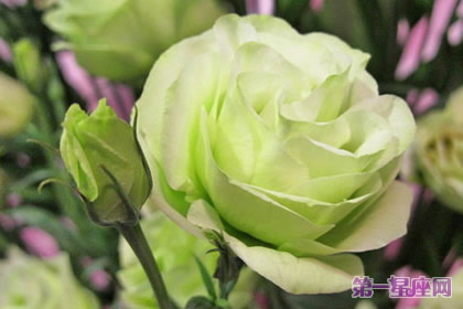 各种花的花语:洋桔梗花语及寓意