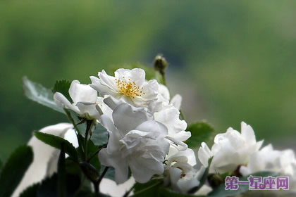 白色蔷薇花:代表着纯洁的爱情