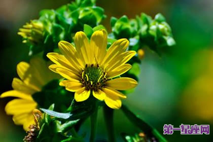 7月18日花语:春菊,生日花语艳丽