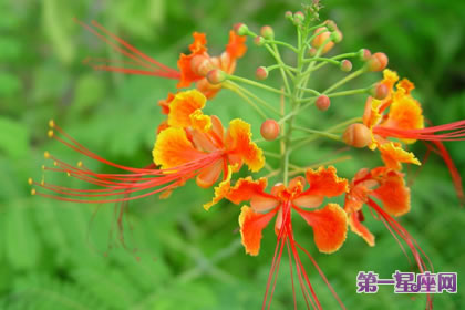 8月7日花语:金凤花,生日花语逃亡