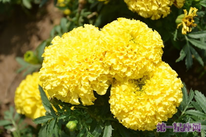 8月18日花语:万寿菊,生日花语健康