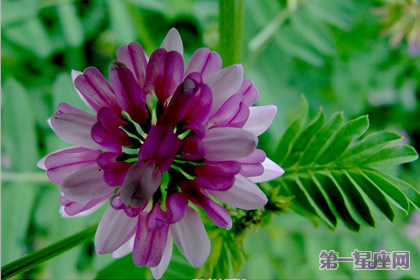 9月4日花语:肥皂花,生日花语净化