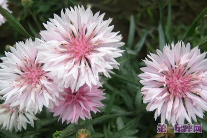 花语:香矢车菊,生日花语朴素