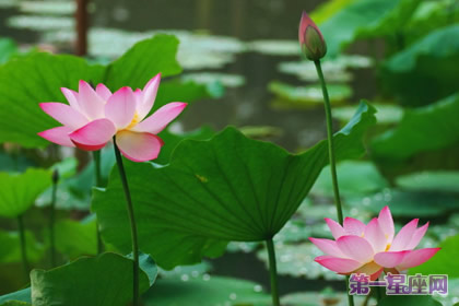 荷花的花语:清白、坚贞、纯洁