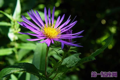 花语:紫苑花,生日花语中和