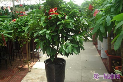 植物花语:平安树花语