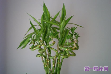 详解:转运竹花语及代表意义