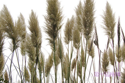 芦苇的花语:韧性、自尊又自卑的爱