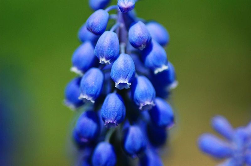 风信子怎么种？