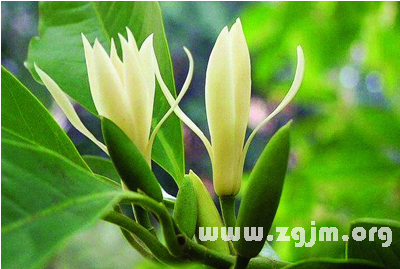 白兰花花语