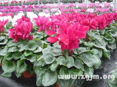 仙客来的花语 仙客来代表什么