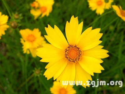 黄矢车菊的花语