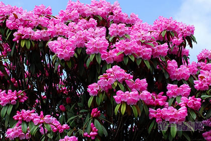 中国十大名花之一：繁花似锦的杜鹃