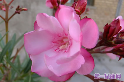 花语大全：夹竹桃的花语是什么？