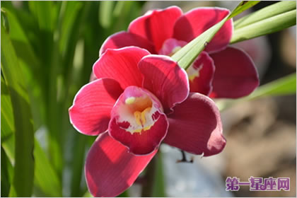 大花蕙兰的花语是什么？