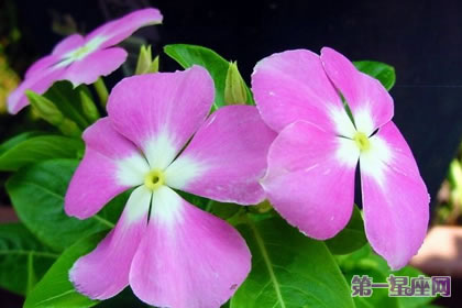 长春花的花语是什么及象征意义