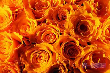 6月1日花语:黄玫瑰,生日花语幸运