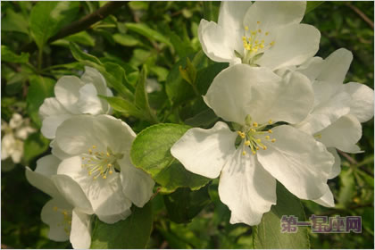 4月24日花语:山楂,生日花语守护
