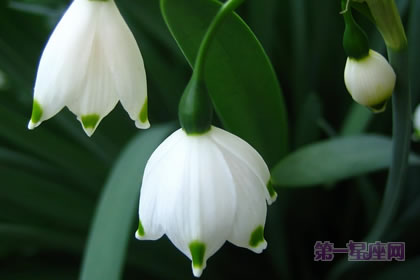 2月2生日花:雪花莲,生日花语欢喜