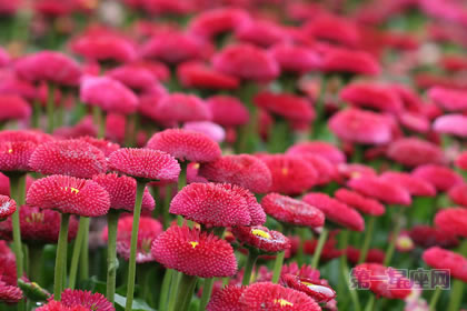 1月28生日花:雏菊,生日花语纯情