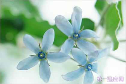 夕颜花的花语与传说