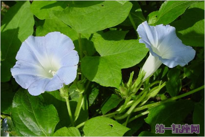 月光花花语:永远的爱