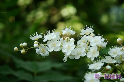 珍珠梅花语:友情、努力