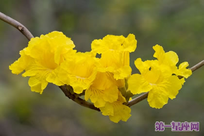 不常见的花与花语:黄花风铃木的花语