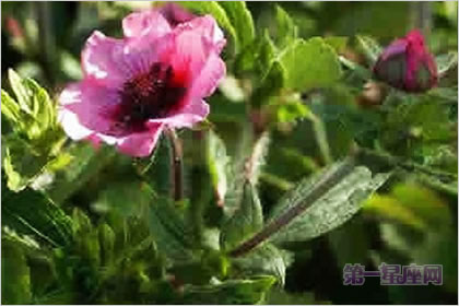 3月5生日花语：绿菟葵，生日花语刺