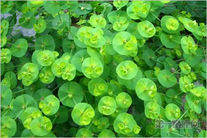 3月24日花语:猫眼草,生日花语善变