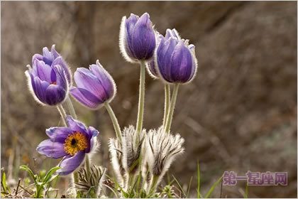 4月7日花语：白头翁，生日花语才智