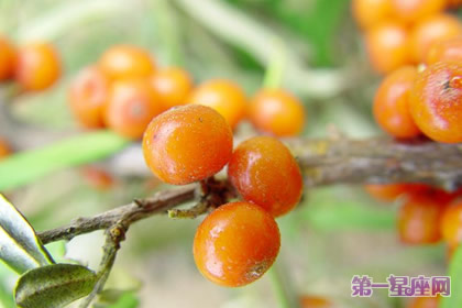 各种花语:沙棘的花语及传说