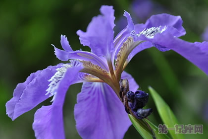 法国的国花是什么花?鸢尾花