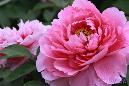 推荐几种代表高贵的花?