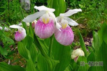 6月23日花语:仙女鞋,生日花语稀有