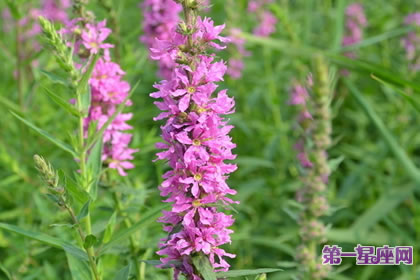 7月27日花语:千屈菜,生日花语孤独