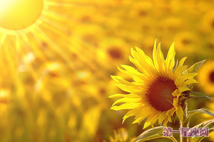 8月24日花语:向日葵,生日花语太阳