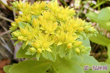 花语:秋麒麟草,生日花语施舍