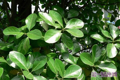 花语:冬青树,生日花语生命