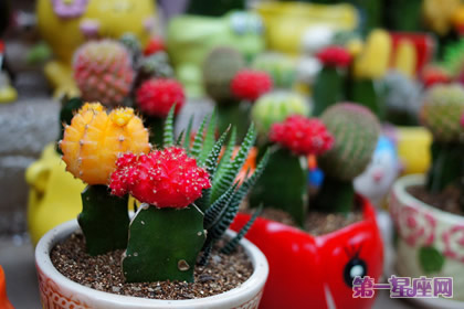 盘点什么花防辐射最好?