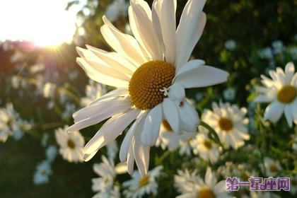 十一月的花语是什么?雏菊