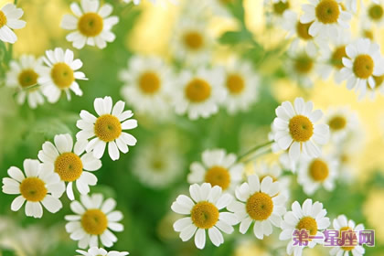 雏菊的花语:纯洁的美、天真、幼稚、快活