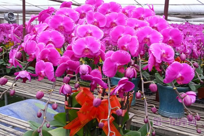 花语大全:红心、红色蝴蝶兰的花语