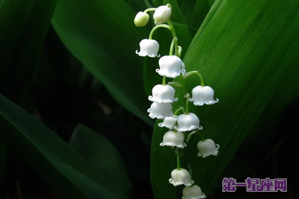 各种花语:风铃花的花语是什么?