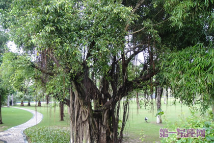 植物花语：菩提树花语是什么？