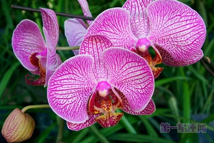 条点蝴蝶兰的花语及象征意义